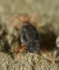 Abrolophus passerinii